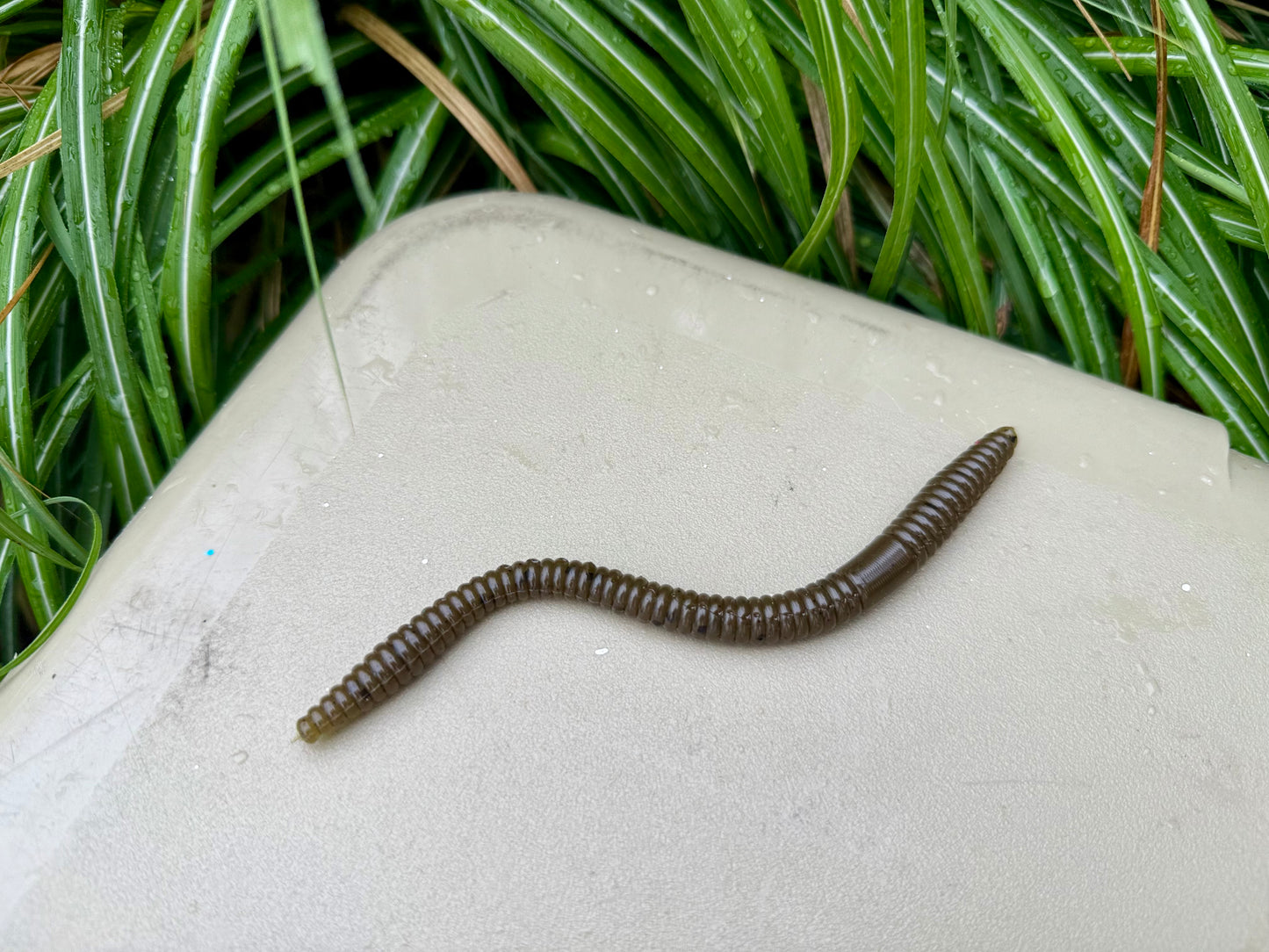 6.25 inch Shaky worm 5pk