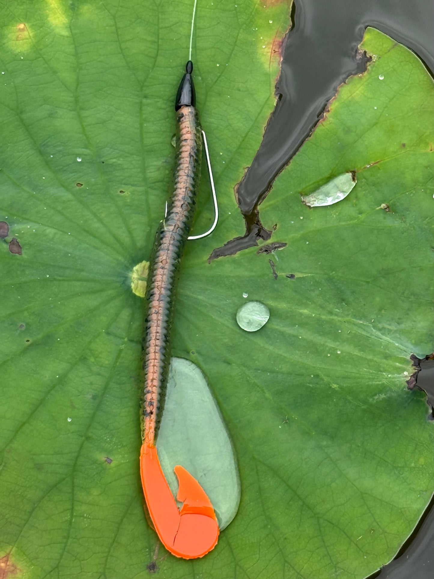 7 inch magnum swimming worm (core shot) 6pk